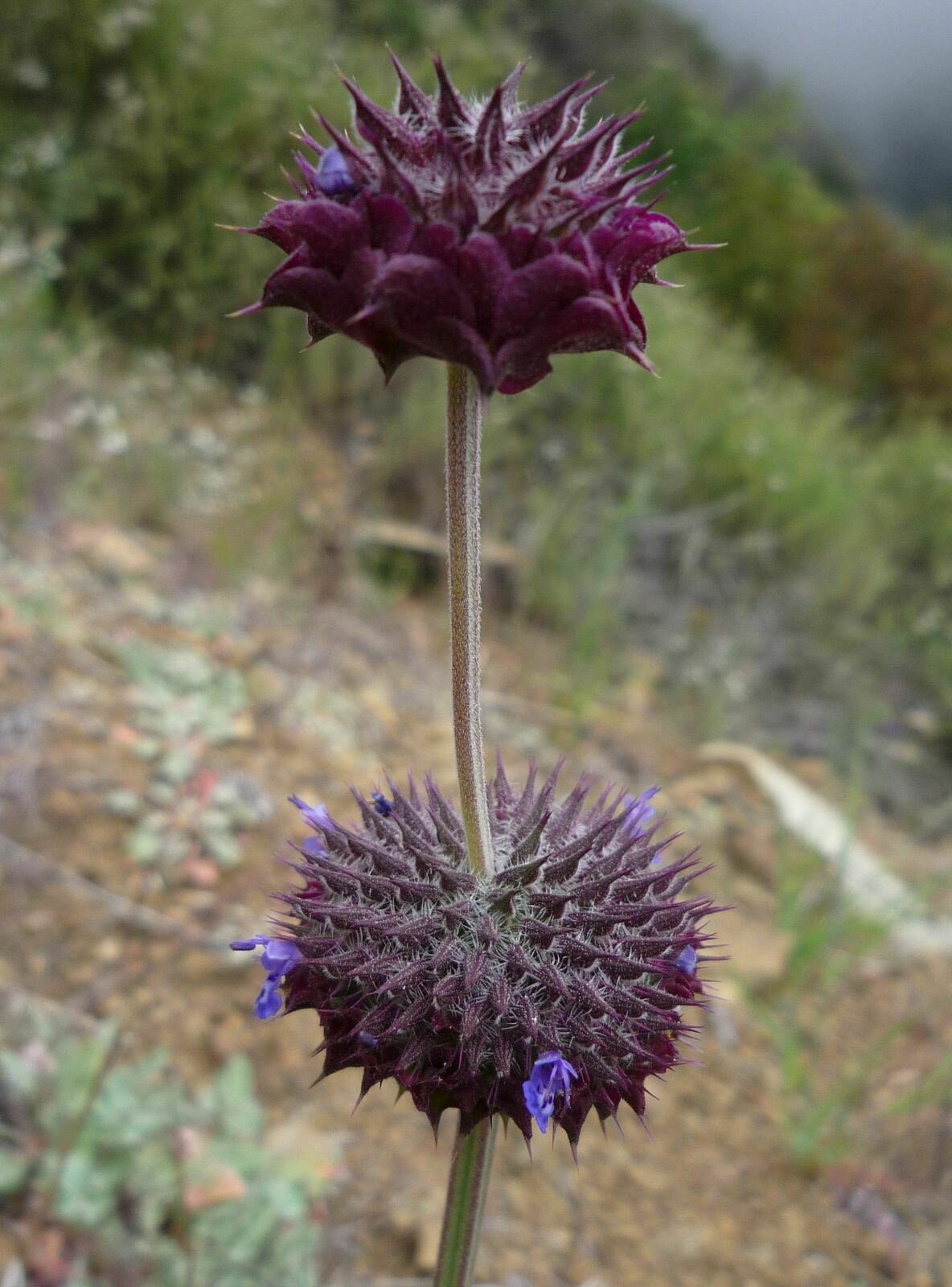 High Resolution Salvia columbariae Flower